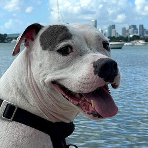 Meet your Posher, Chuck